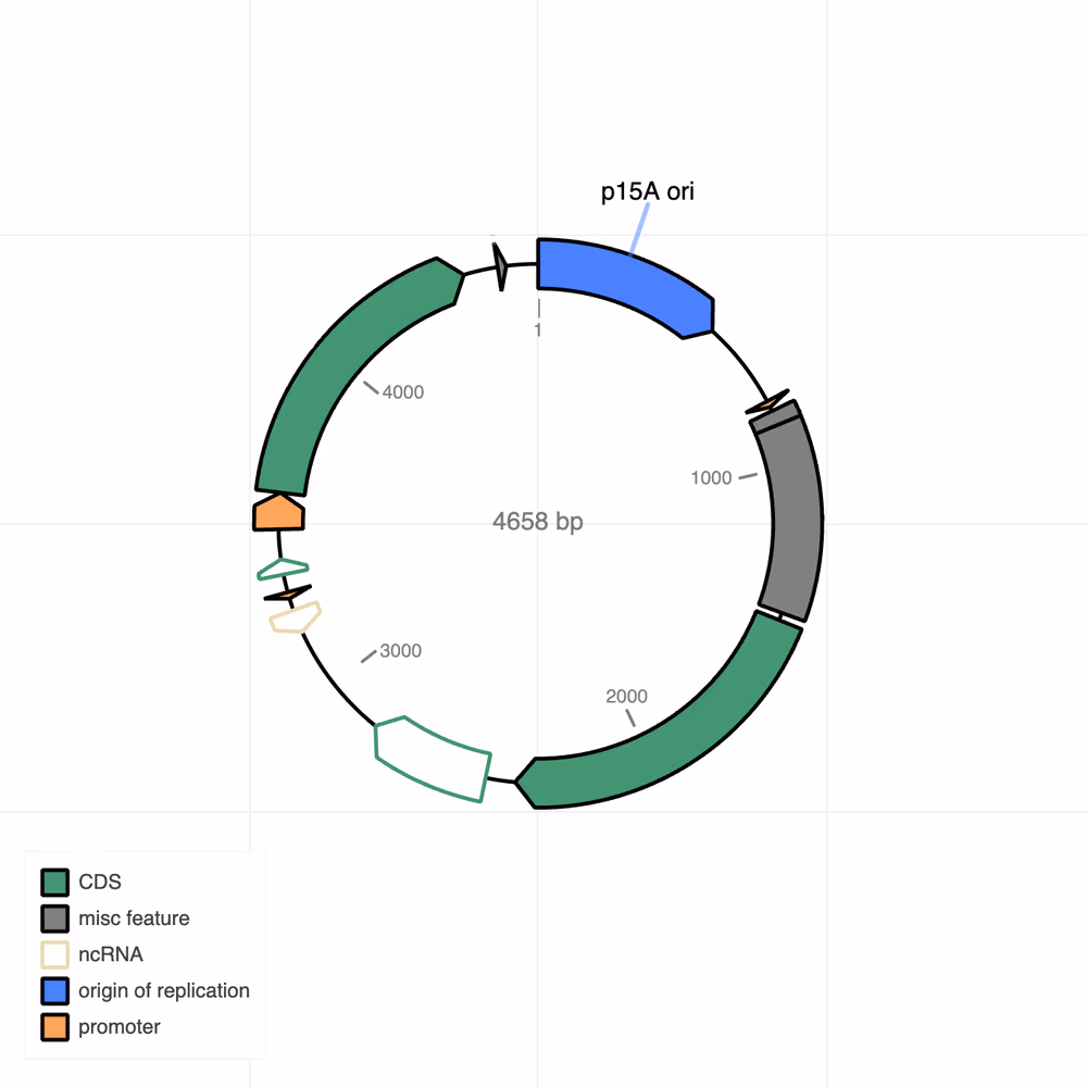 Plasmid map