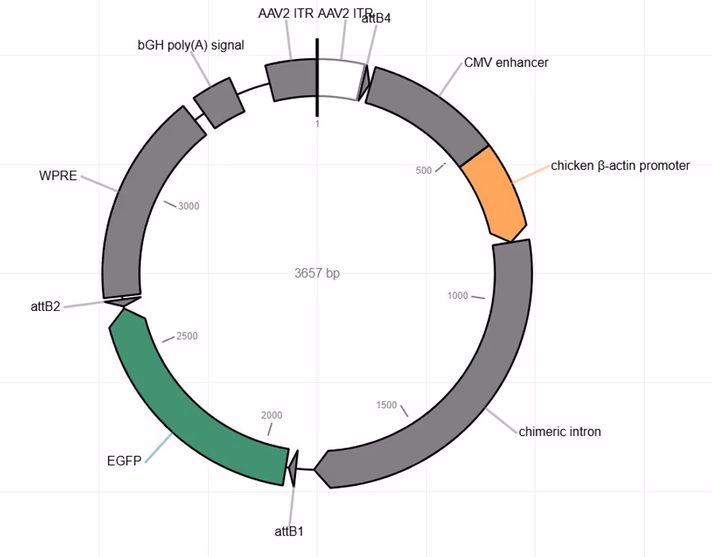 AAV Interactive map image