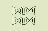 Amplicon