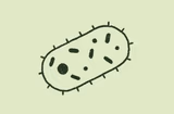 Bacteria