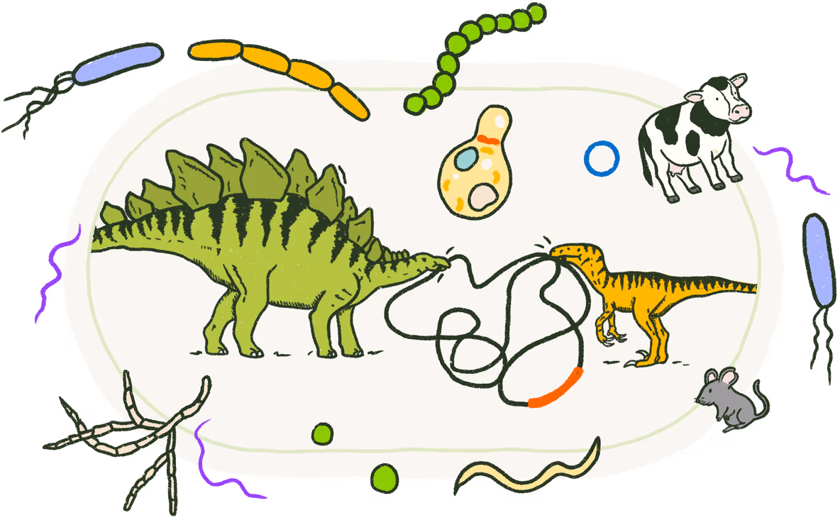 Bacterial Genome3