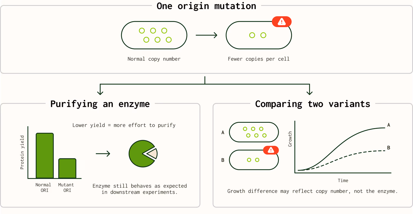https://plasmid-saurus.transforms.svdcdn.com/production/Resource-Center/Blogs/PS-0026-E-When-should-you-sequence-the-whole-plasmid/same-mutation-different-context.png?w=4000&h=2078&auto=compress%2Cformat&fit=crop&dm=1790964229&s=4e2b32024d0ff7463fdb2b187786fff5