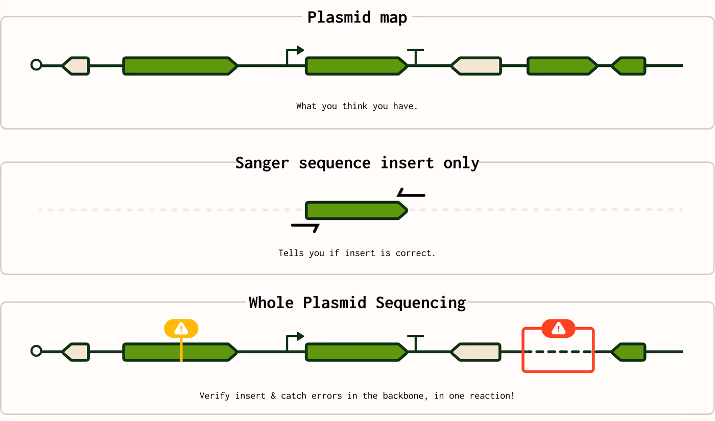 https://plasmid-saurus.transforms.svdcdn.com/production/Resource-Center/Blogs/PS-0026-E-When-should-you-sequence-the-whole-plasmid/sequence-first.png?w=4000&h=2357&auto=compress%2Cformat&fit=crop&dm=1790964237&s=8deac74e734cfb21eeeed6b22c286c1f