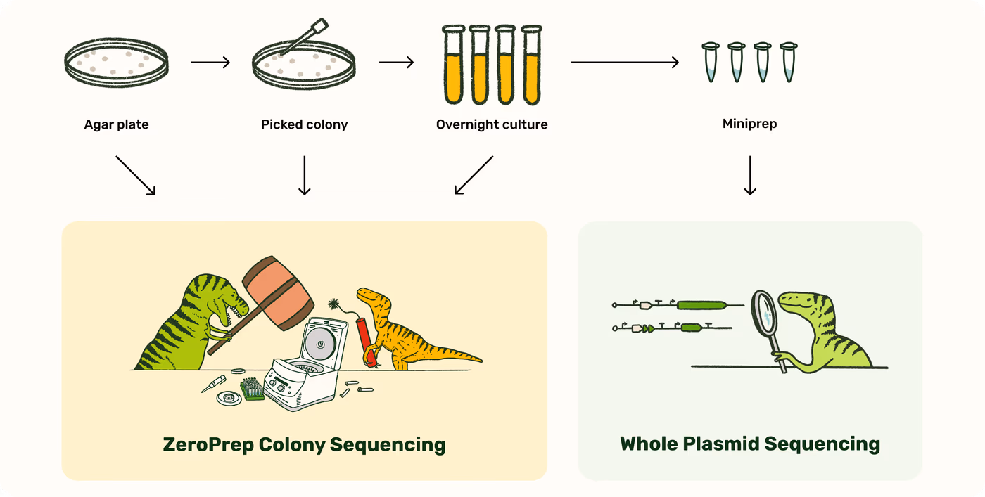 https://plasmid-saurus.transforms.svdcdn.com/production/Resource-Center/Blogs/PS-0030-E-ZeroPrep-Because-lifes-too-short-to-prep-dud-clones/ZeroPrep-submission-options-%E2%80%93-export.png?w=4000&h=2020&auto=compress%2Cformat&fit=crop&dm=1792520964&s=5caa1b01b9f3a151f1efb1d4f16243c6