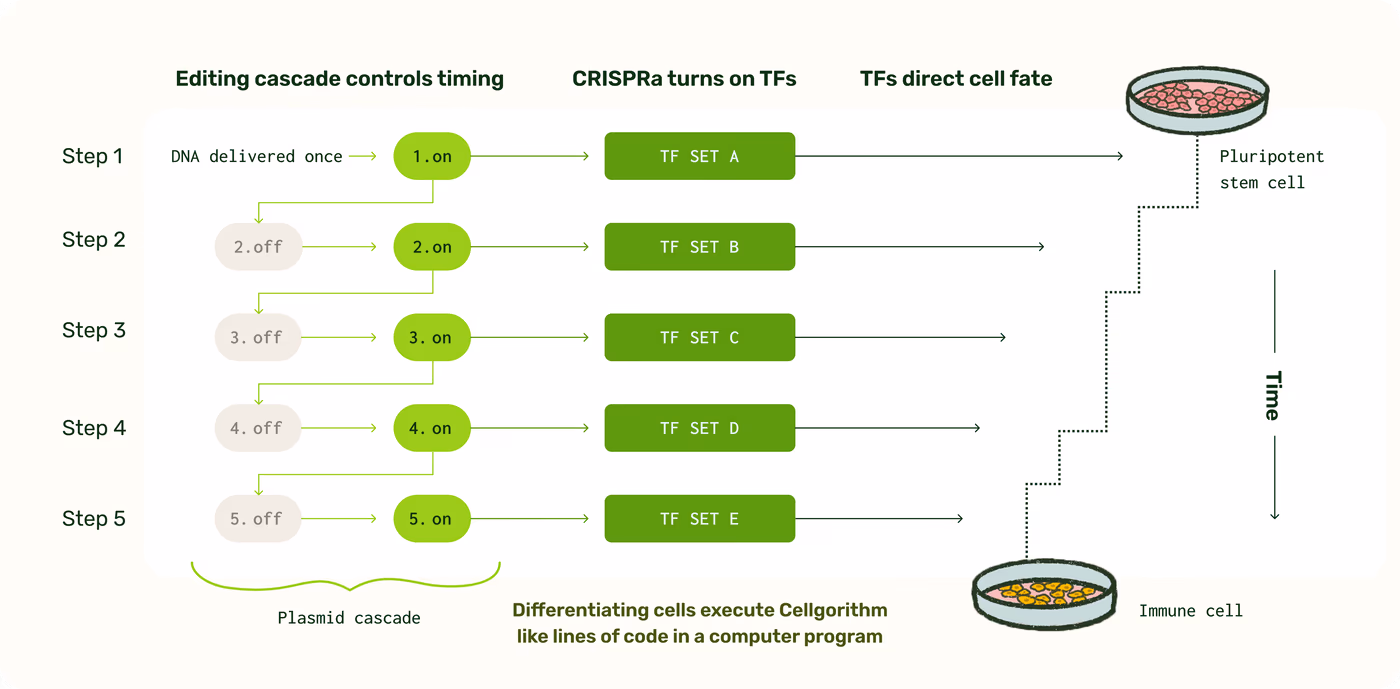 https://plasmid-saurus.transforms.svdcdn.com/production/Resource-Center/Case-Studies/PS-0012-E-Case-Study_Syntax/Syntax_diagram.png?w=4000&h=1969&auto=compress%2Cformat&fit=crop&dm=1788286425&s=15382bc35a4c977131b5046daf44587f