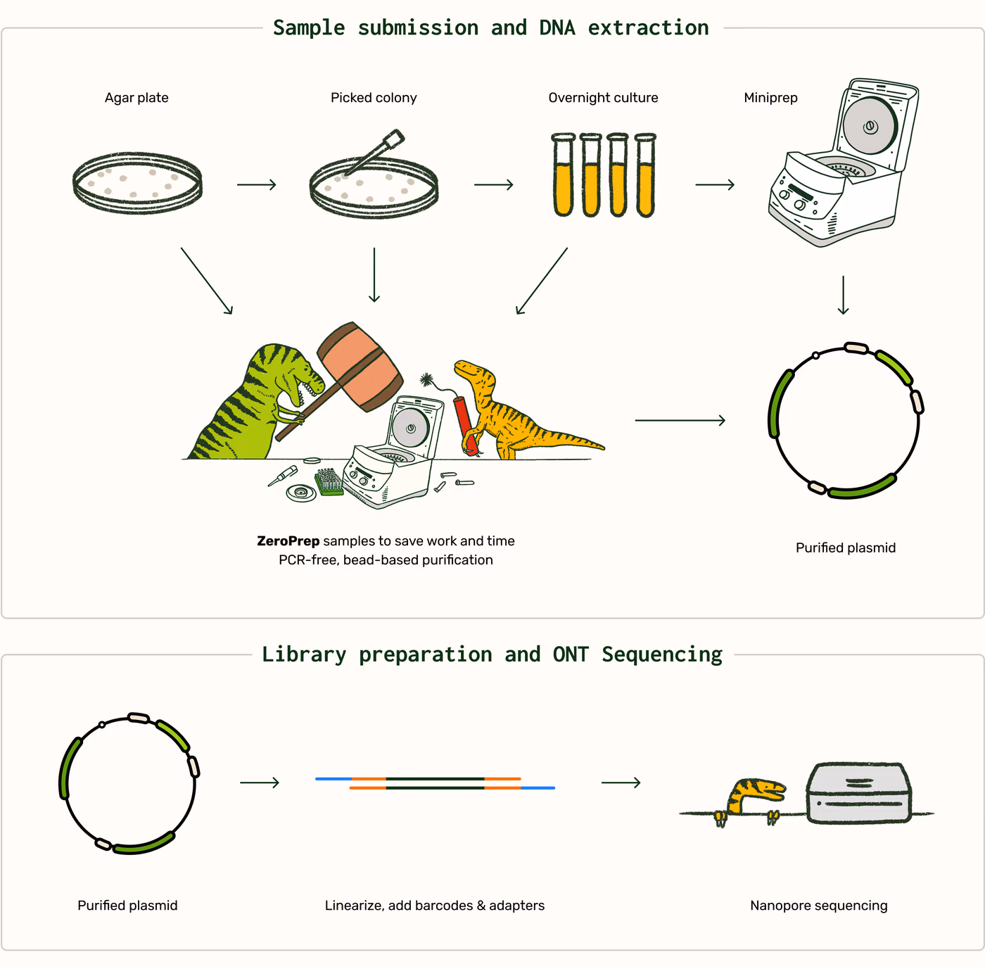 https://plasmid-saurus.transforms.svdcdn.com/production/Resource-Center/Tech-Docs/PS-0002-E-Whole-Plasmid-Sequencing/Whole-Plasmid-Mol-Bio.png?w=3900&h=3837&auto=compress%2Cformat&fit=crop&dm=1789658633&s=21f6f8969b1a88081b00acef085bf245
