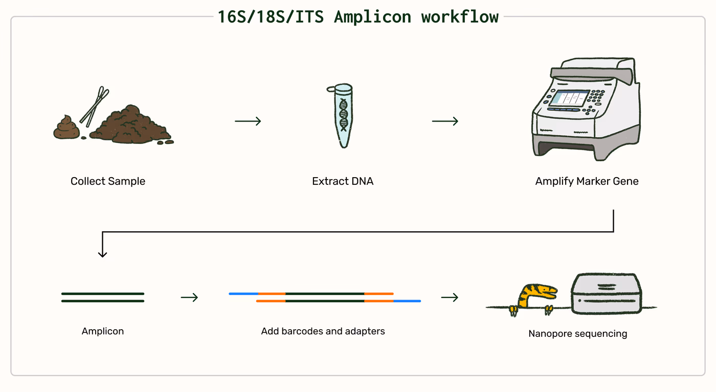 https://plasmid-saurus.transforms.svdcdn.com/production/Resource-Center/Tech-Docs/PS-0003-E-Microbial-Marker-Gene-Sequencing-16S18SITS/16S_Amplicon_workflow-1.png?w=4000&h=2193&auto=compress%2Cformat&fit=crop&dm=1789400916&s=c70c943d2223711996207c2f193edc4c
