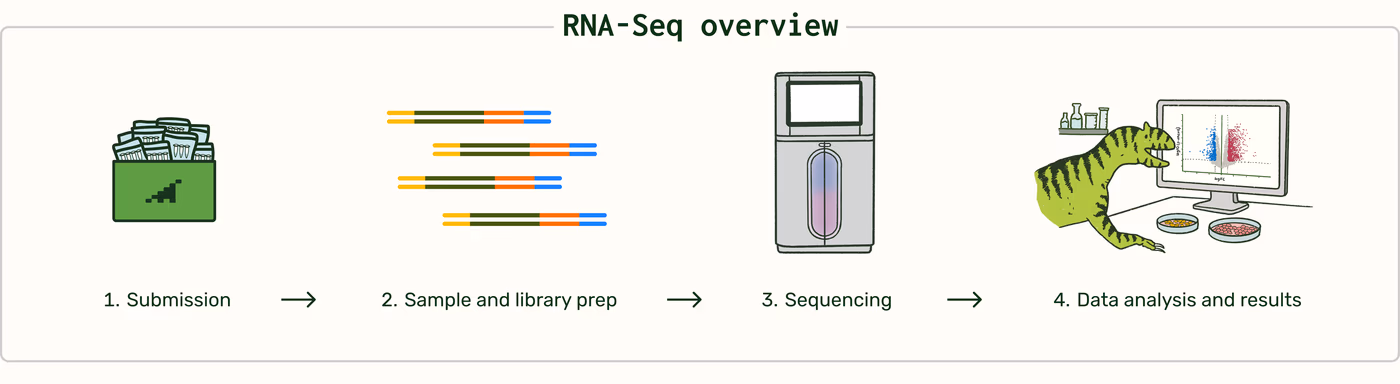 https://plasmid-saurus.transforms.svdcdn.com/production/Resource-Center/Tech-Docs/PS-0006-E-RNA-Seq/RNA-Seq-Overview.png?w=4000&h=1096&auto=compress%2Cformat&fit=crop&dm=1789685300&s=8983af5d5b8afe3d8dc22ca72a6ce27b