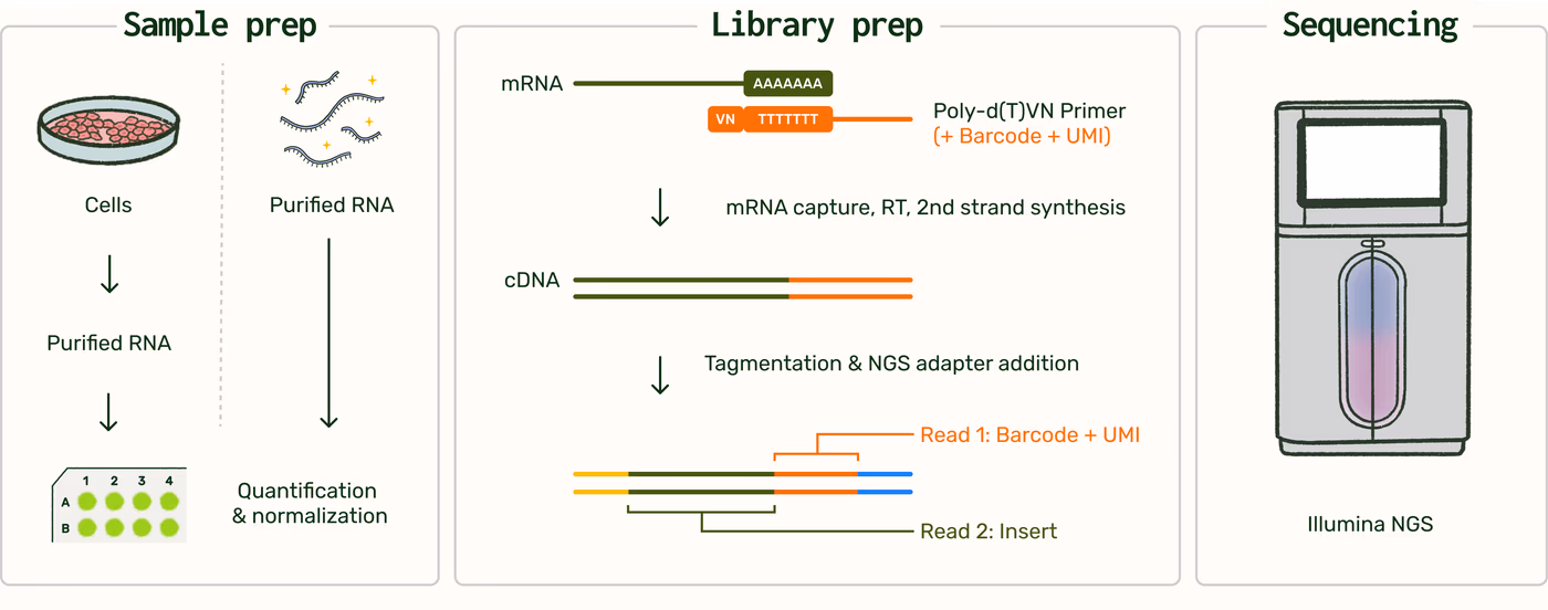 https://plasmid-saurus.transforms.svdcdn.com/production/Resource-Center/Tech-Docs/PS-0006-E-RNA-Seq/RNA-Seq-prep-and-sequence.png?w=4000&h=1577&auto=compress%2Cformat&fit=crop&dm=1790091953&s=8788b4a80e621e66e8e1ee462988f581