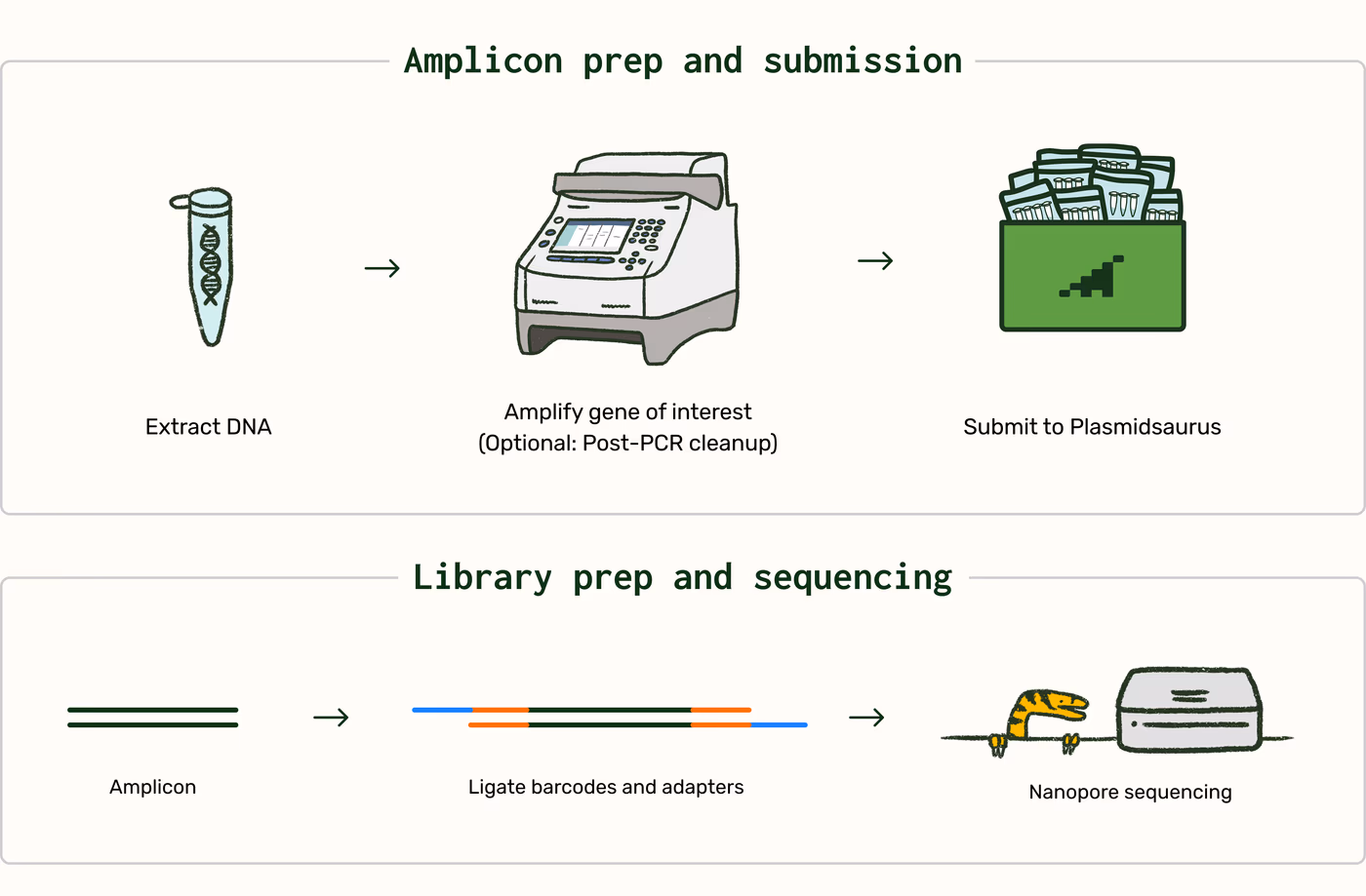 https://plasmid-saurus.transforms.svdcdn.com/production/Resource-Center/Tech-Docs/PS-0029-E-Edit-Efficiency/Amplicon_prep_workflow.png?w=4000&h=2625&auto=compress%2Cformat&fit=crop&dm=1792179743&s=86657fff156b987544860d9a47b2cb70
