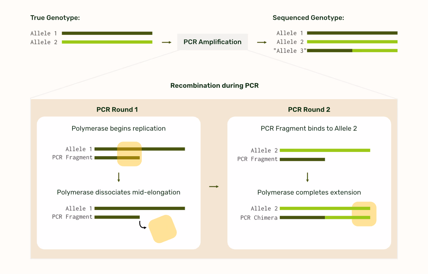 https://plasmid-saurus.transforms.svdcdn.com/production/Resource-Center/Tech-Notes/PS-0010-E-TechNote_Amplicon_pcr-mediated-recombination-artifacts/Recombination_SonalFormatted.png?w=1482&h=949&auto=compress%2Cformat&fit=crop&dm=1788200705&s=e0f02ceaefedf0afc1cca8951e1a34c2